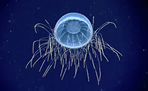 Hydromedusa (Halicreatis sp.), Deep Sea Jellyfish
