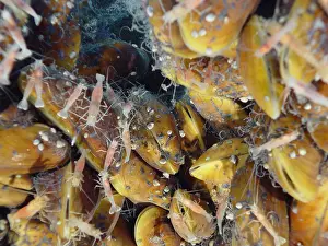 Volcanoes Prints: Hydrothermal Mussels and Shrimp