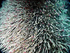 Volcanoes Prints: Hydrothermal Tubeworms