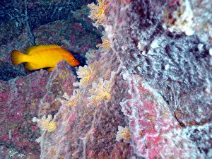 Ring Prints: Hydrothermal Vent Community