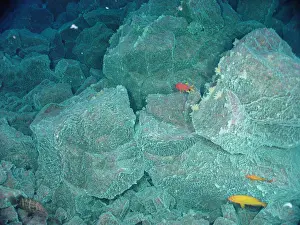 Volcanoes Prints: Hydrothermal Vent Community