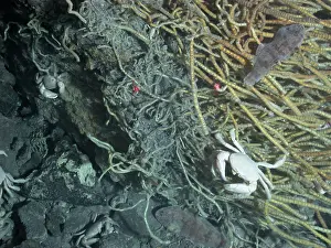 Geologic Prints: Hydrothermal Vent Community