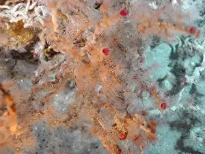 Volcanoes Prints: Hydrothermal Vent Tubeworms
