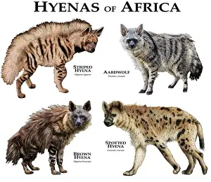 Poster Prints: Hyenas of Africa
