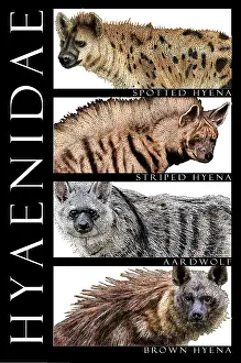 Spotted Prints: Hyenas of Africa