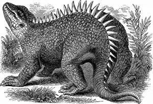 Lizard Prints: Hylaeosaurus, Cretaceous Dinosaur