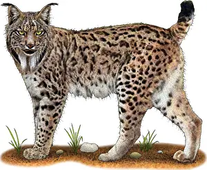 November Prints: Iberian Lynx