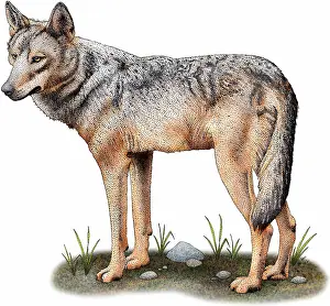 Wolf Prints: Iberian wolf