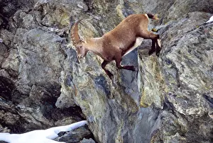 Misc 2 Prints: Ibex climbing mountainside