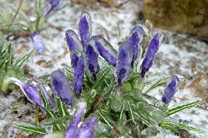 Nature Prints: Ice-coated crocuses