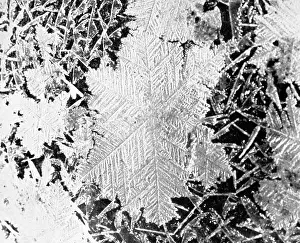 Form Prints: Ice Crystals, 1926