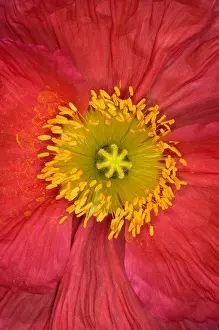 Bubble Prints: Iceland Poppy