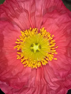 Bubble Prints: Iceland Poppy