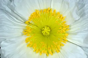 Bubble Prints: Iceland Poppy