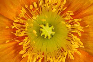 Bubble Prints: Iceland Poppy