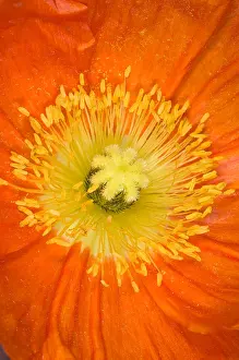 Bubble Prints: Iceland Poppy