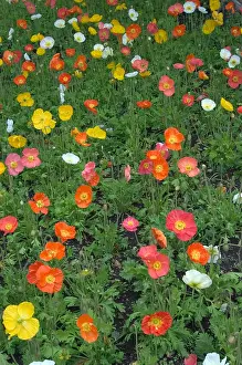 Bubble Prints: Iceland Poppy