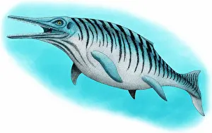 Triassic Prints: Ichthyosaur
