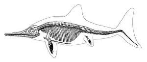 Triassic Prints: Ichthyosaur Skeleton, Mesozoic Reptile