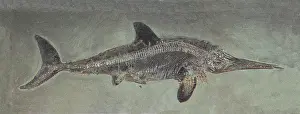 Triassic Prints: Ichthyosaurus acutirostris, Mesozoic Reptile