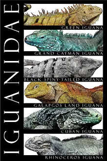 Galapagos Prints: Iguanas, Poster