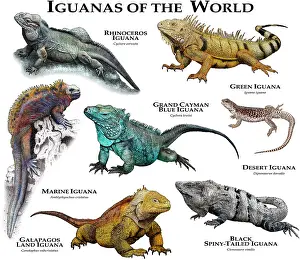 Poster Prints: Iguanas Of The World Illustration, Marine Iguana, Galapagos, Iguana and Ohters