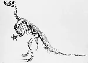 Prints of The word dinosaur was coined by Richard Owen in 1841 History Prints: Iguanodon, Mesozoic Dinosaur