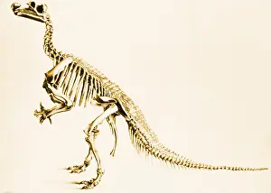 Prehistoric Prints: Iguanodon, Mesozoic Dinosaur
