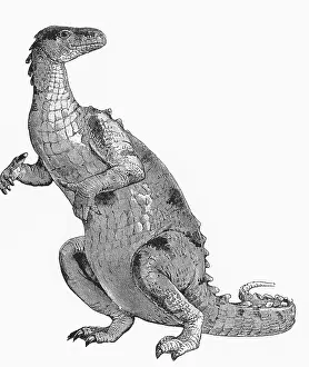 Natural History Misc Prints: Iguanodon, Mesozoic Dinosaur