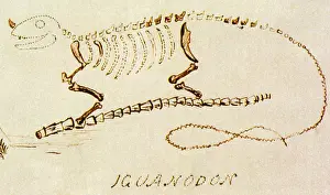 Natural History Misc Prints: Iguanodon, Mesozoic Dinosaur