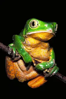 Ihering's monkey frog