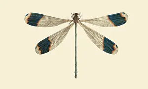 Science Source Collection Prints: Illustration of a Blue-tipped Dragonfly