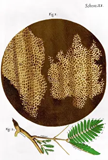 Cork Prints: Illustration of cork wood cells