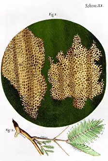 Cork Prints: Illustration of cork wood cells