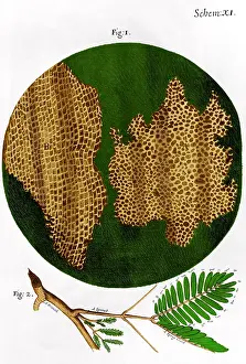 Robert Prints: Illustration of cork wood cells