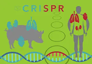 Biotechnology Prints: Illustration of CRISPR's use of Pig Organs for Human Organ Transplant
