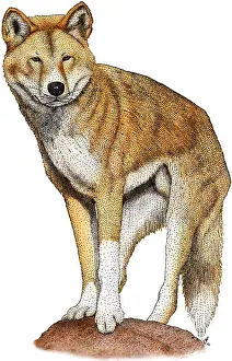 Australia Prints: Dingo