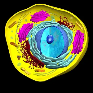 Body Prints: illustration of Eukaryotic Cell
