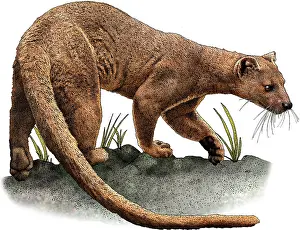 April Prints: Fossa