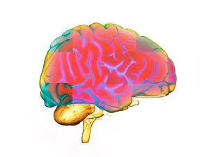 Cerebrum Prints: Brain