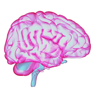 Cerebrum Prints: Brain