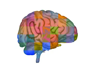 Cerebrum Prints: Brain