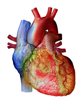 Cava Prints: Heart