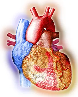 Cava Prints: Heart