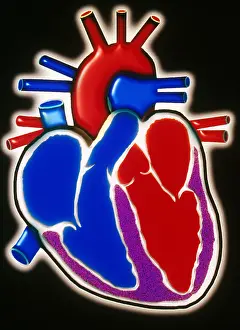 Graphics Prints: Illustration of Human Heart