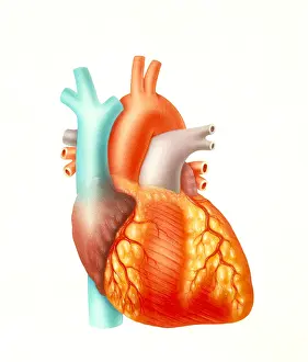 Body Prints: Illustration of the human heart