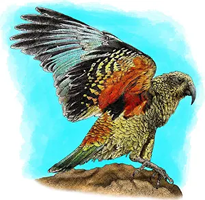 Psittacidae Prints: Kea