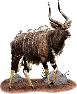 Antelope Prints: Nyala