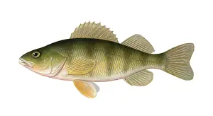 March Prints: Perch