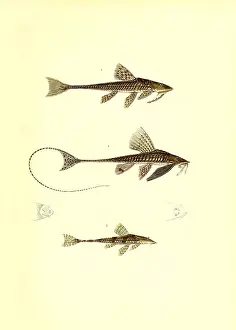 Science Source Collection Prints: Illustration of South American Catfish